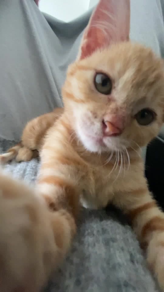 Mimi Cam lãng mạn #ratnhieumimi #cat #viral #meo #thucung
